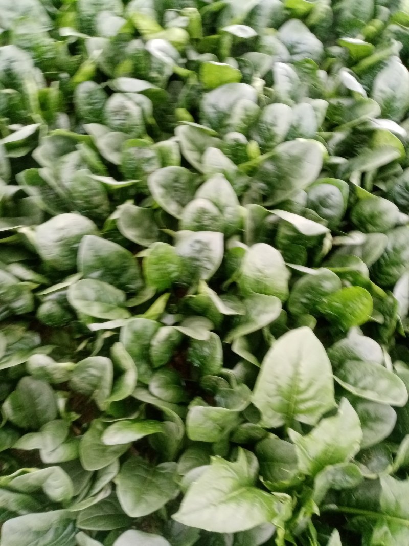 圆叶菠菜大量上市中，赶紧订购。今天菠菜量特别大。