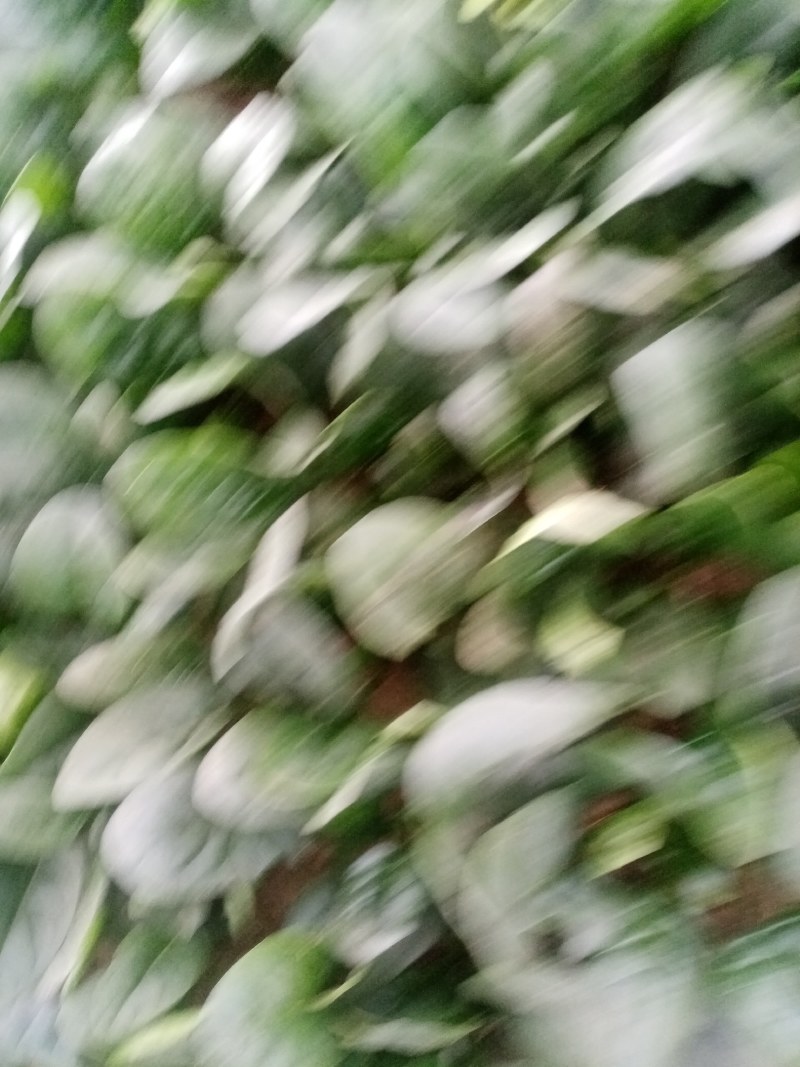 圆叶菠菜大量上市中，赶紧订购。今天菠菜量特别大。