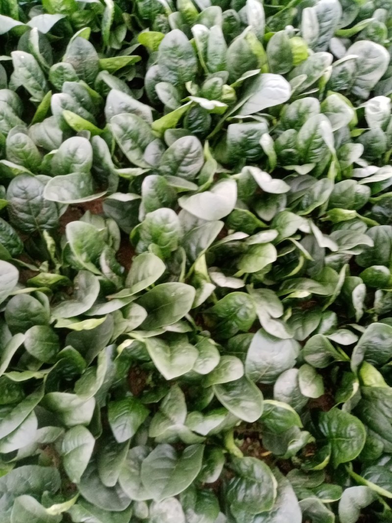 圆叶菠菜大量上市中，赶紧订购。今天菠菜量特别大。