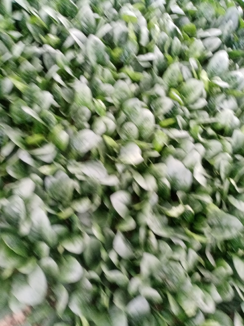 圆叶菠菜大量上市中，赶紧订购。今天菠菜量特别大。