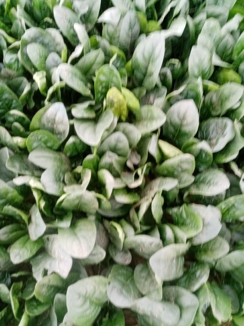 圆叶菠菜大量上市中，赶紧订购。今天菠菜量特别大。