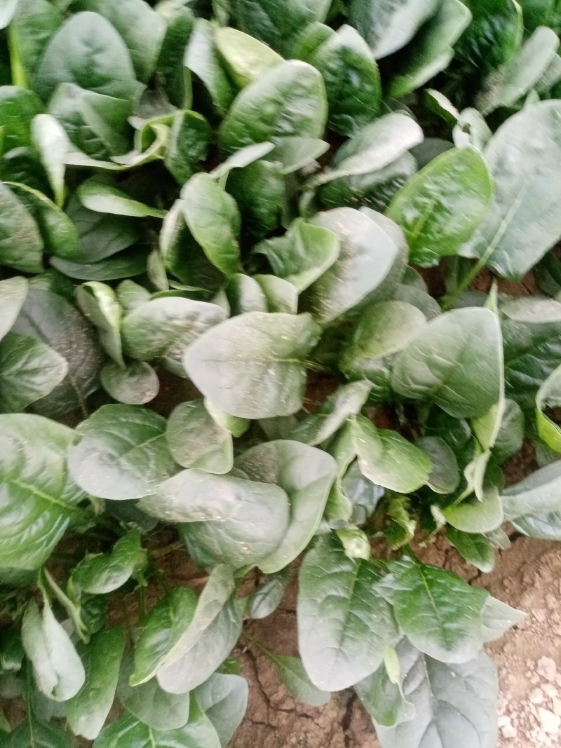 圆叶菠菜大量上市中，赶紧订购。今天菠菜量特别大。