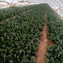 圆叶菠菜大量上市中，赶紧订购。今天菠菜量特别大。