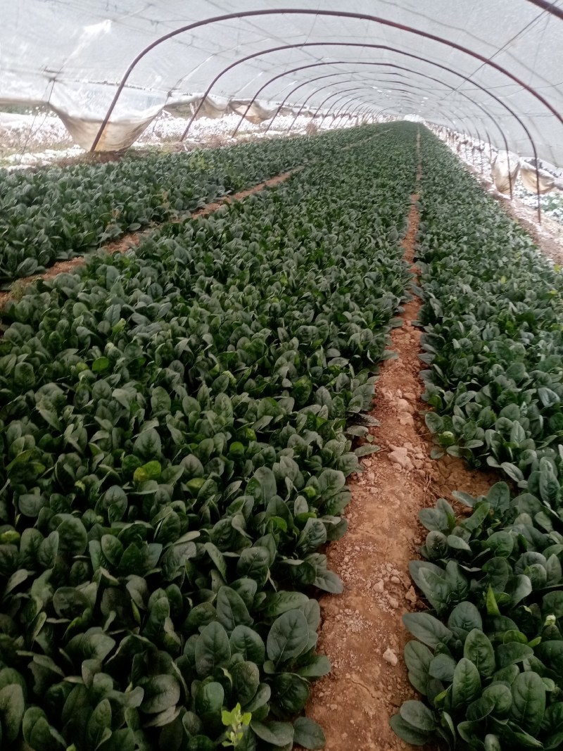 圆叶菠菜大量上市中，赶紧订购。今天菠菜量特别大。
