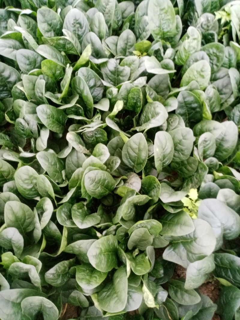 圆叶菠菜大量上市中，赶紧订购。今天菠菜量特别大。