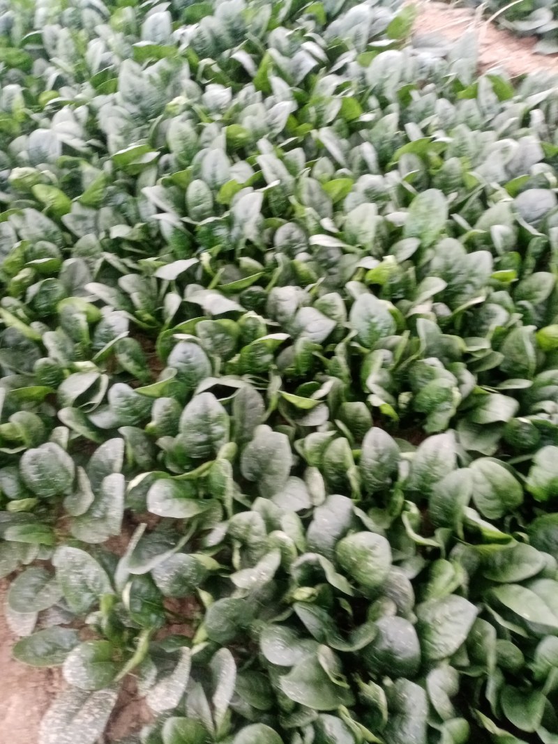 圆叶菠菜大量上市中，赶紧订购。今天菠菜量特别大。