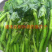 大量批发零售速冻真空包装山野菜