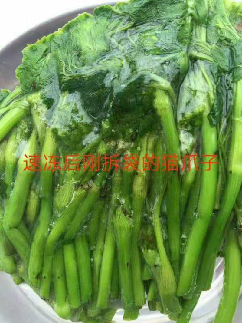 大量批发零售速冻真空包装山野菜