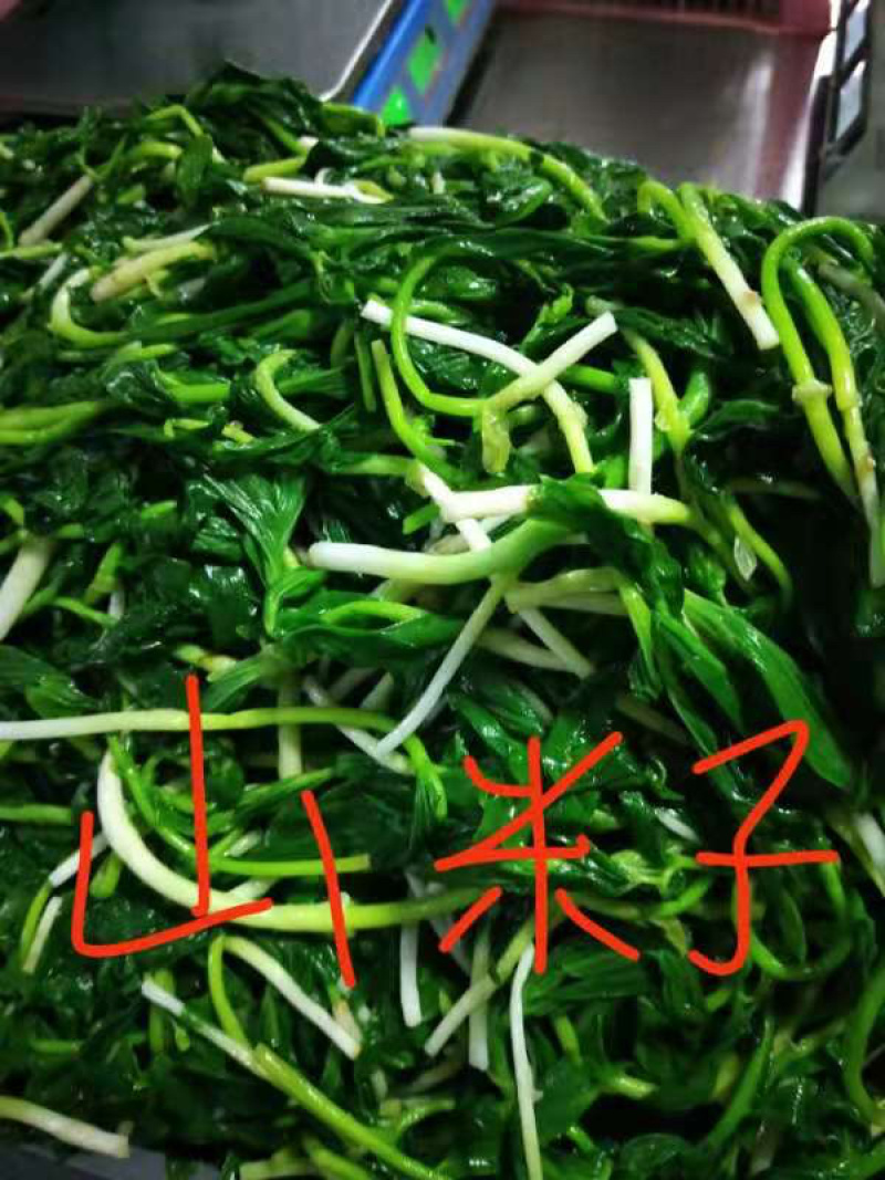 大量批发零售速冻真空包装山野菜