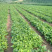 大量批发零售速冻真空包装山野菜
