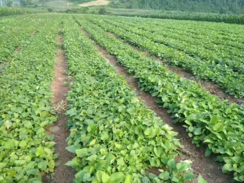 大量批发零售速冻真空包装山野菜