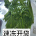 大量批发零售速冻真空包装山野菜