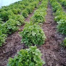 大量批发零售速冻真空包装山野菜