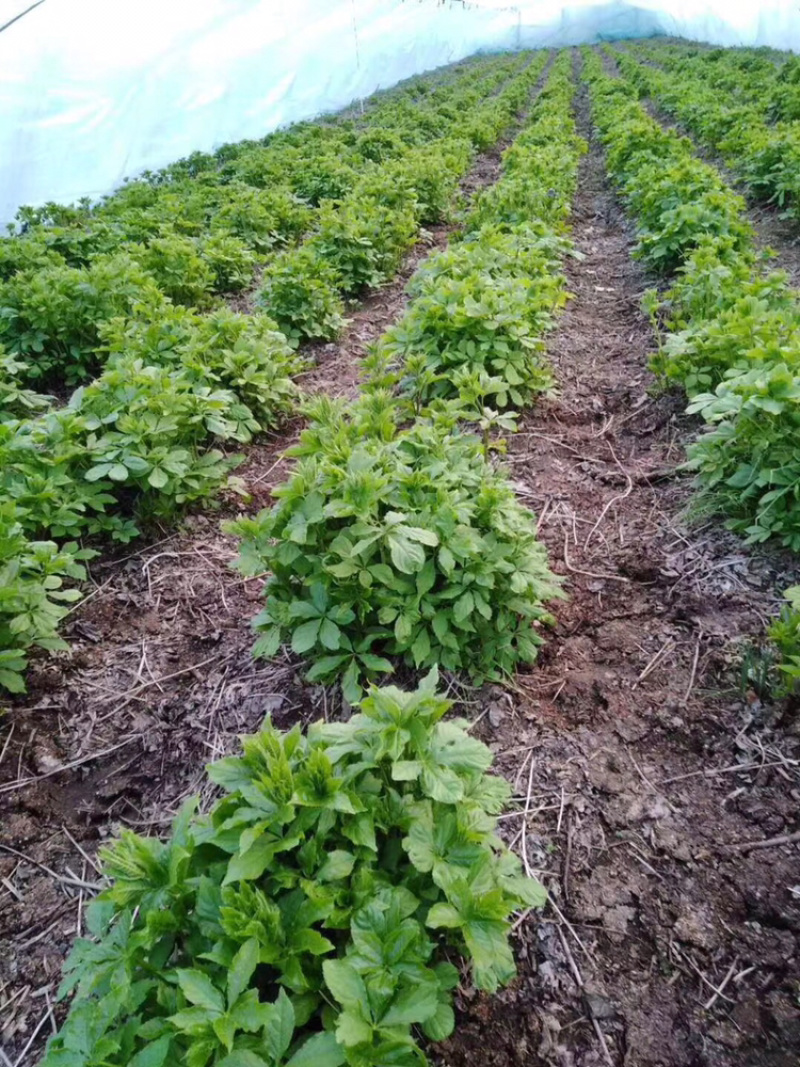 大量批发零售速冻真空包装山野菜