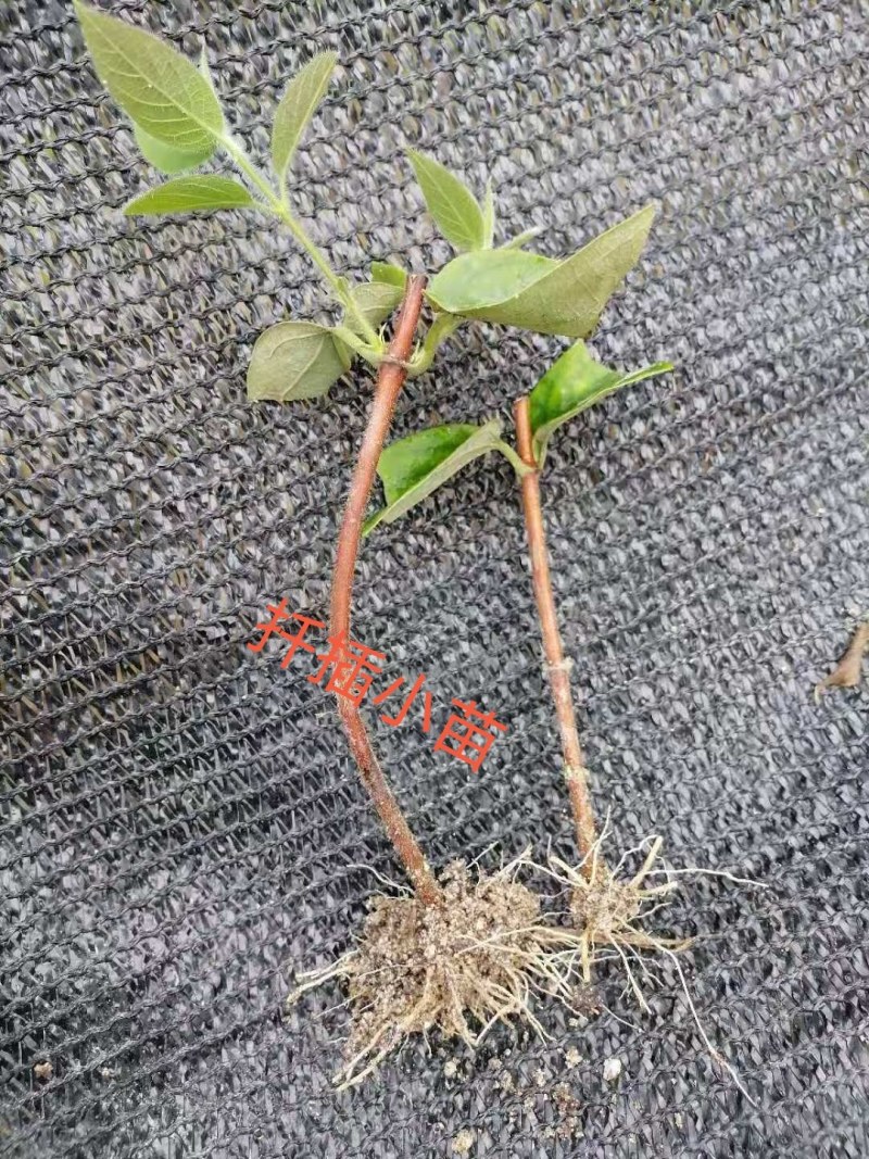 湘蕾金银花5号花王嫁接苗，高产金银花苗，扦插苗营养杯苗