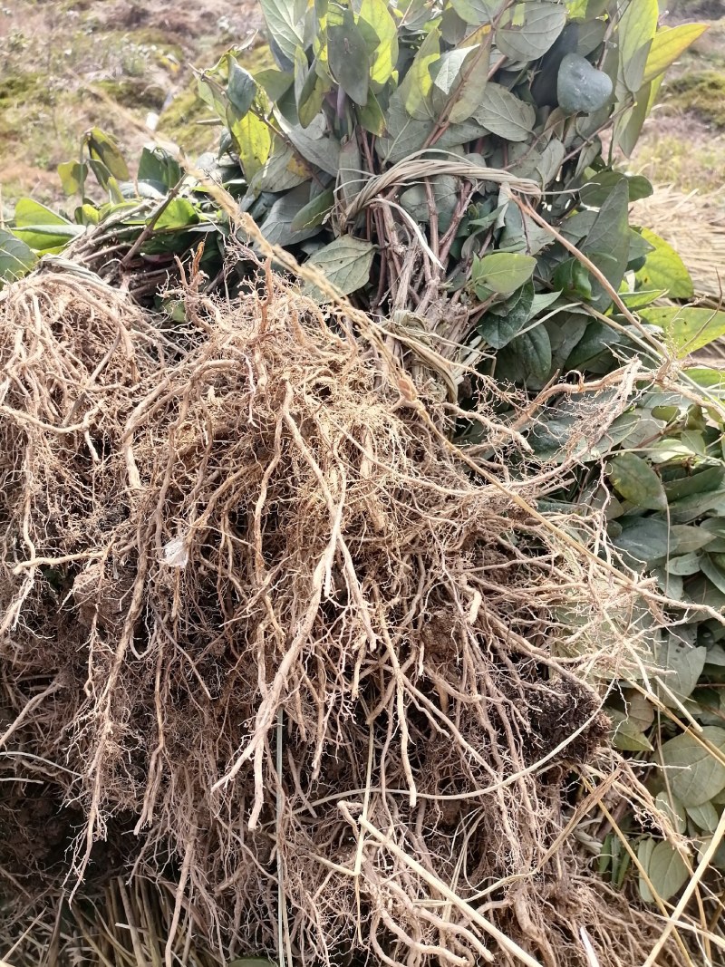 湘蕾金银花5号花王嫁接苗，高产金银花苗，扦插苗营养杯苗