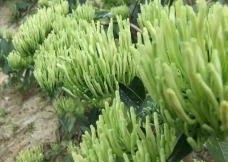 湘蕾金银花5号花王嫁接苗，高产金银花苗，扦插苗营养杯苗