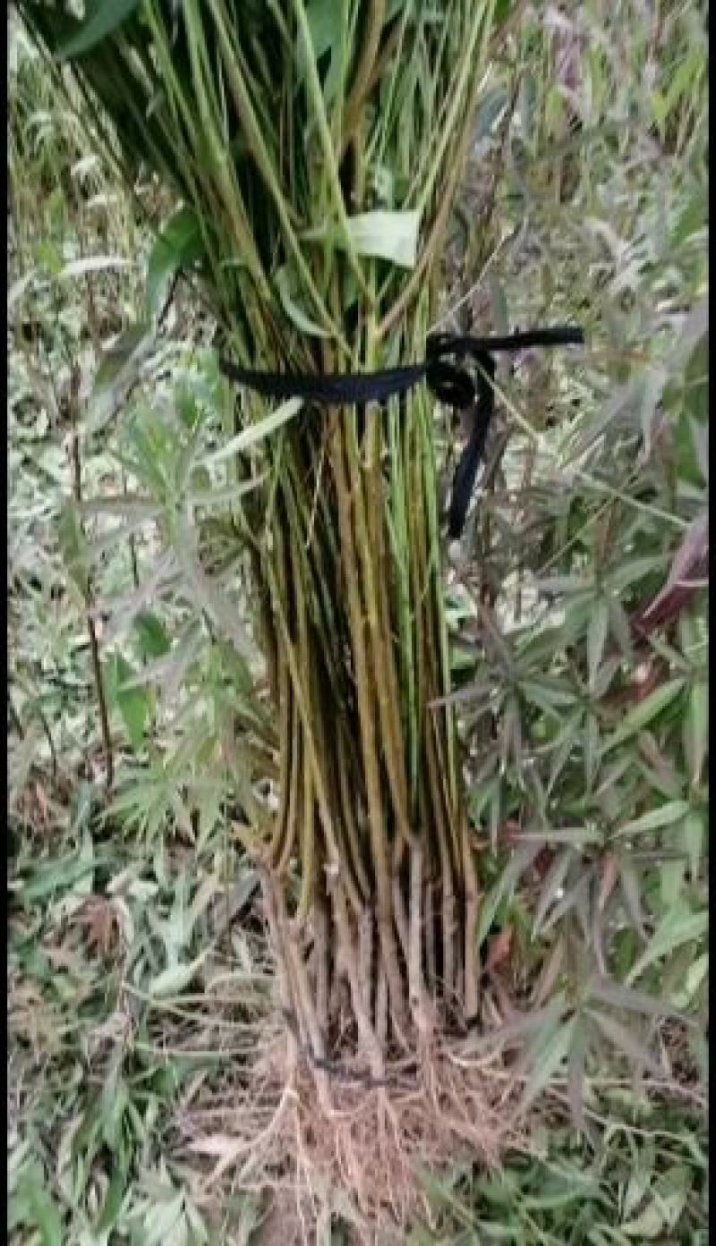 黄金蜜4号桃苗，自己家苗圃【货源充足，自己家苗圃】