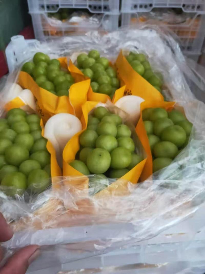 云南红河建水早熟阳光玫瑰口感杠杠的