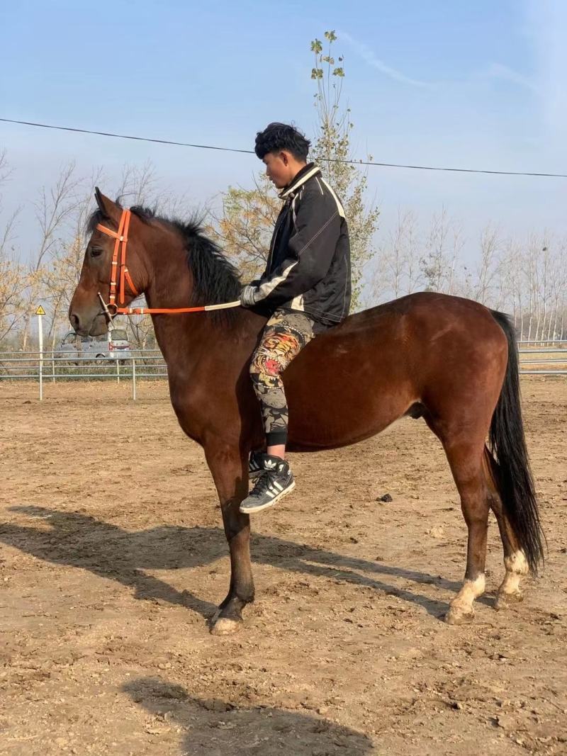 阿拉伯半血骟马，肩高155，适合个人骑乘，跑马圈，影视