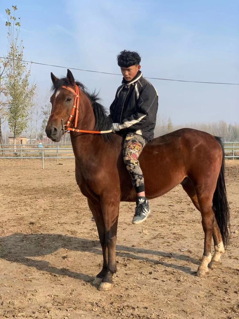 阿拉伯半血骟马，肩高155，适合个人骑乘，跑马圈，影视