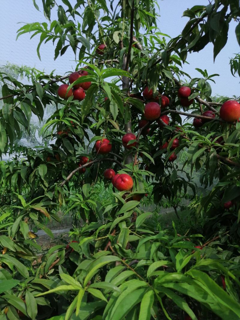 【品种桃树苗，一手货源】桃树苗，自己家苗圃