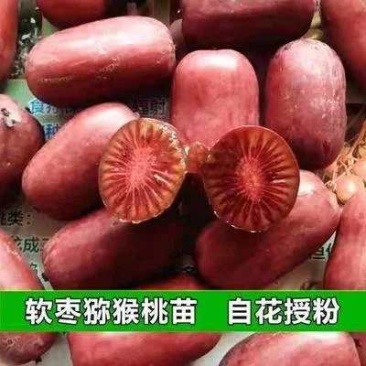 软枣猕猴桃苗基地签约发苗自花授粉包成活包技术