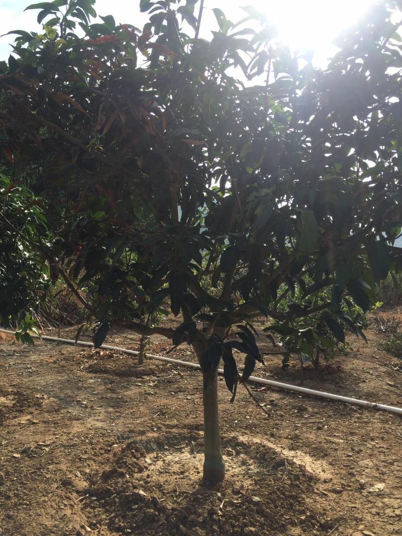 芒果树台湾金煌芒果绿化苗木成年挂果嫁接果树菠萝蜜树