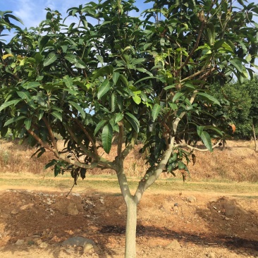 芒果树台湾金煌芒果绿化苗木成年挂果嫁接果树菠萝蜜树
