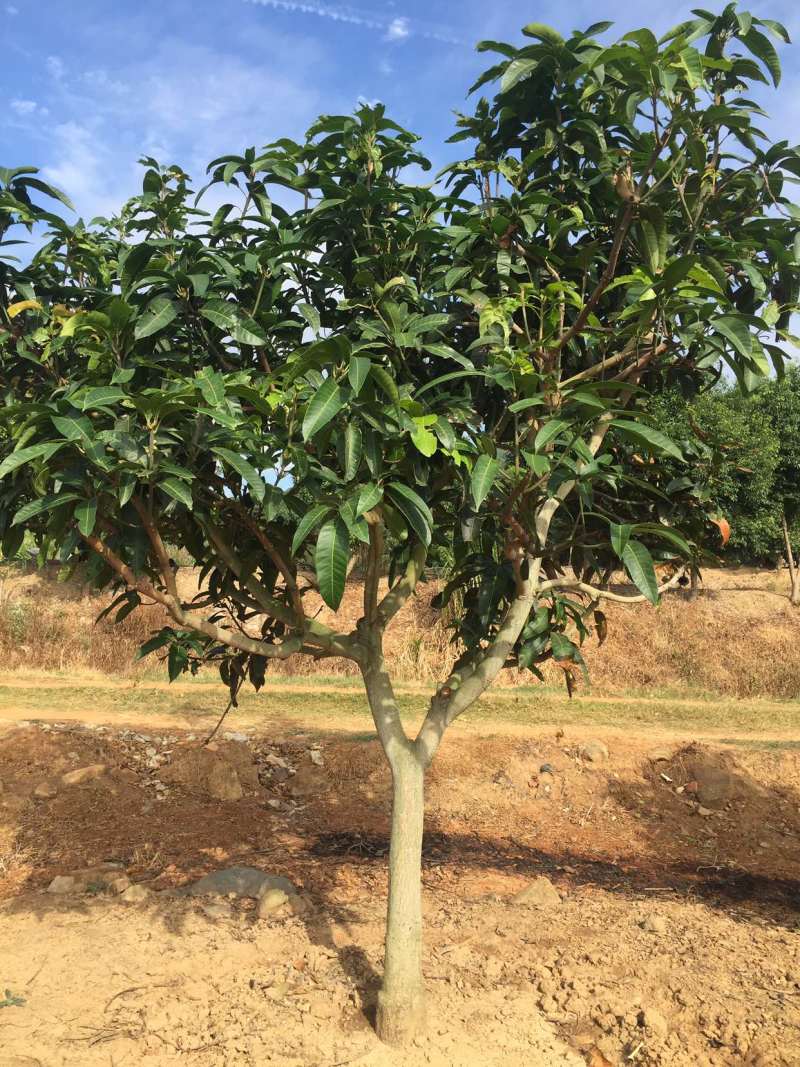 芒果树台湾金煌芒果绿化苗木成年挂果嫁接果树菠萝蜜树