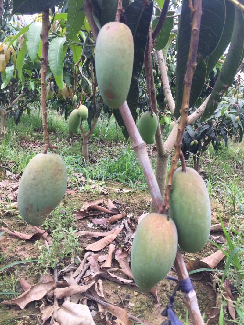 芒果树台湾金煌芒果绿化苗木成年挂果嫁接果树菠萝蜜树
