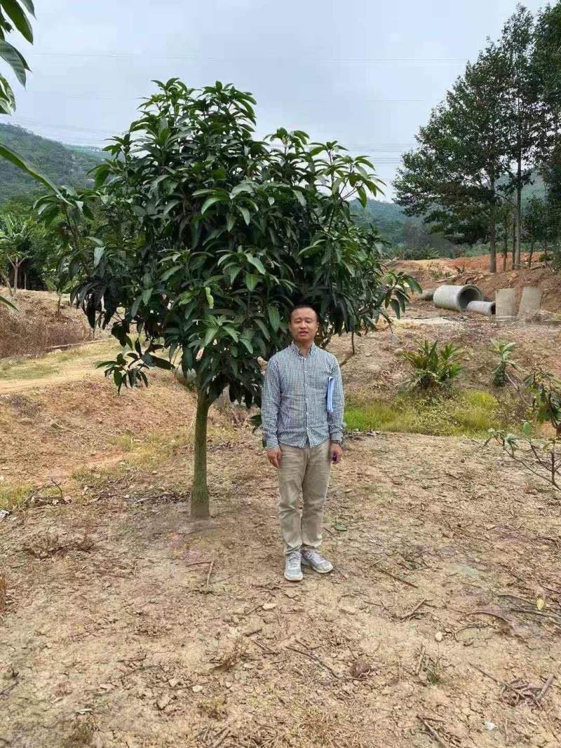 芒果树台湾金煌芒果绿化苗木成年挂果嫁接果树菠萝蜜树