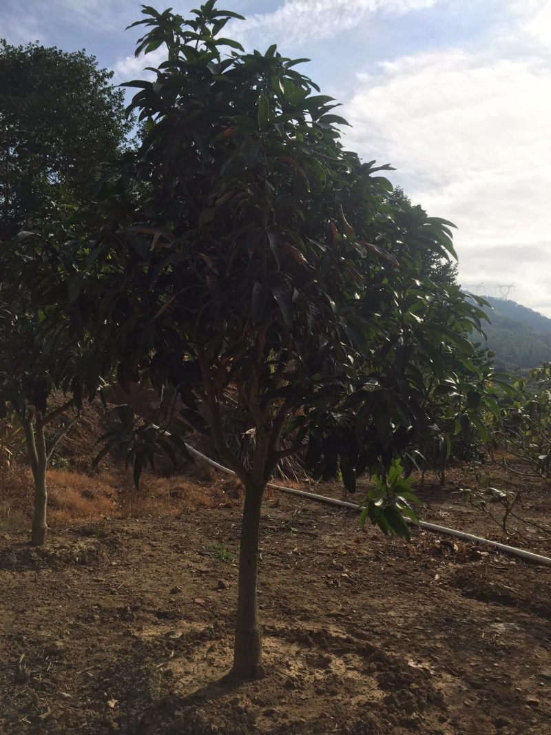 芒果树台湾金煌芒果绿化苗木成年挂果嫁接果树菠萝蜜树