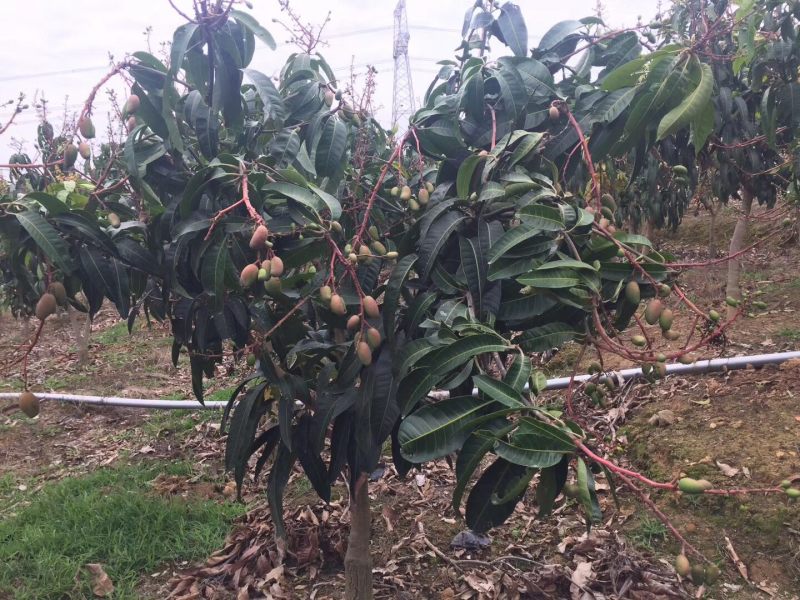 芒果树台湾金煌芒果绿化苗木成年挂果嫁接果树菠萝蜜树
