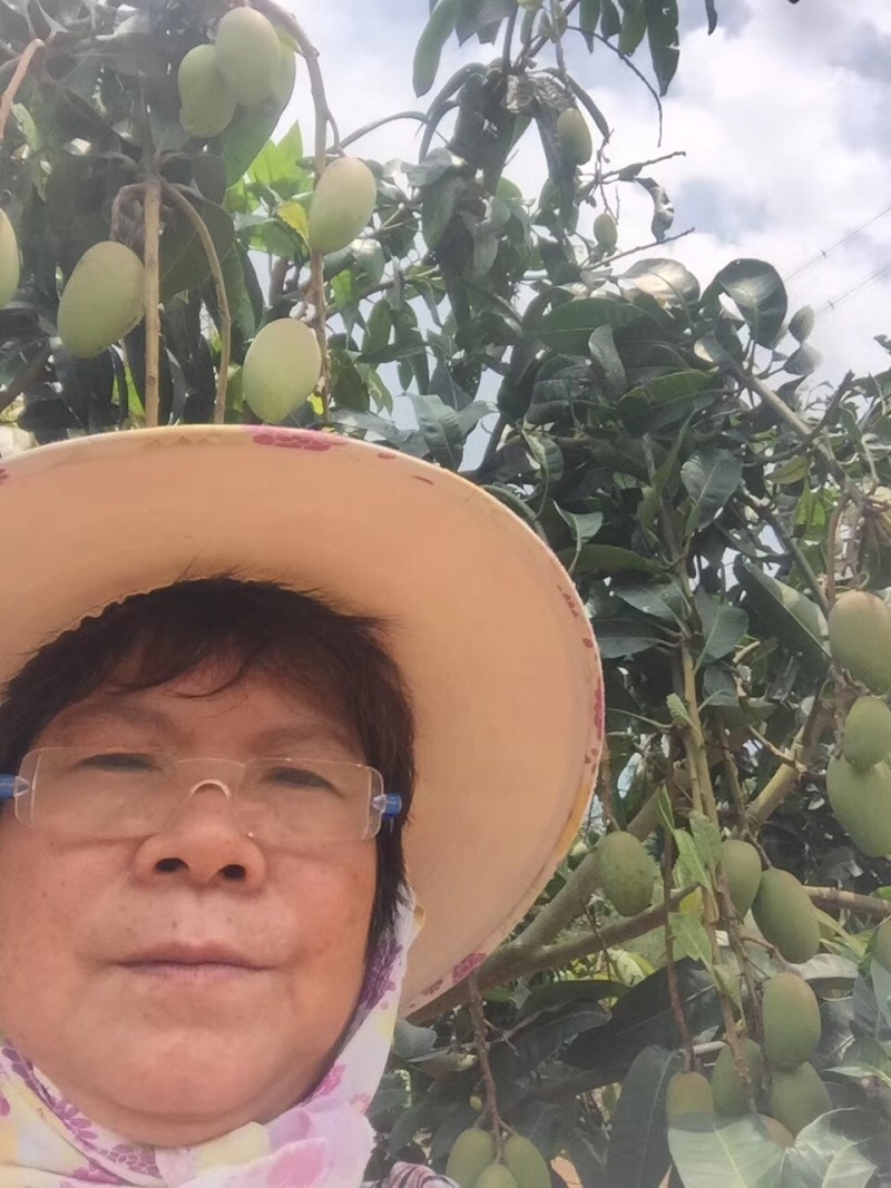 芒果树台湾金煌芒果绿化苗木成年挂果嫁接果树菠萝蜜树
