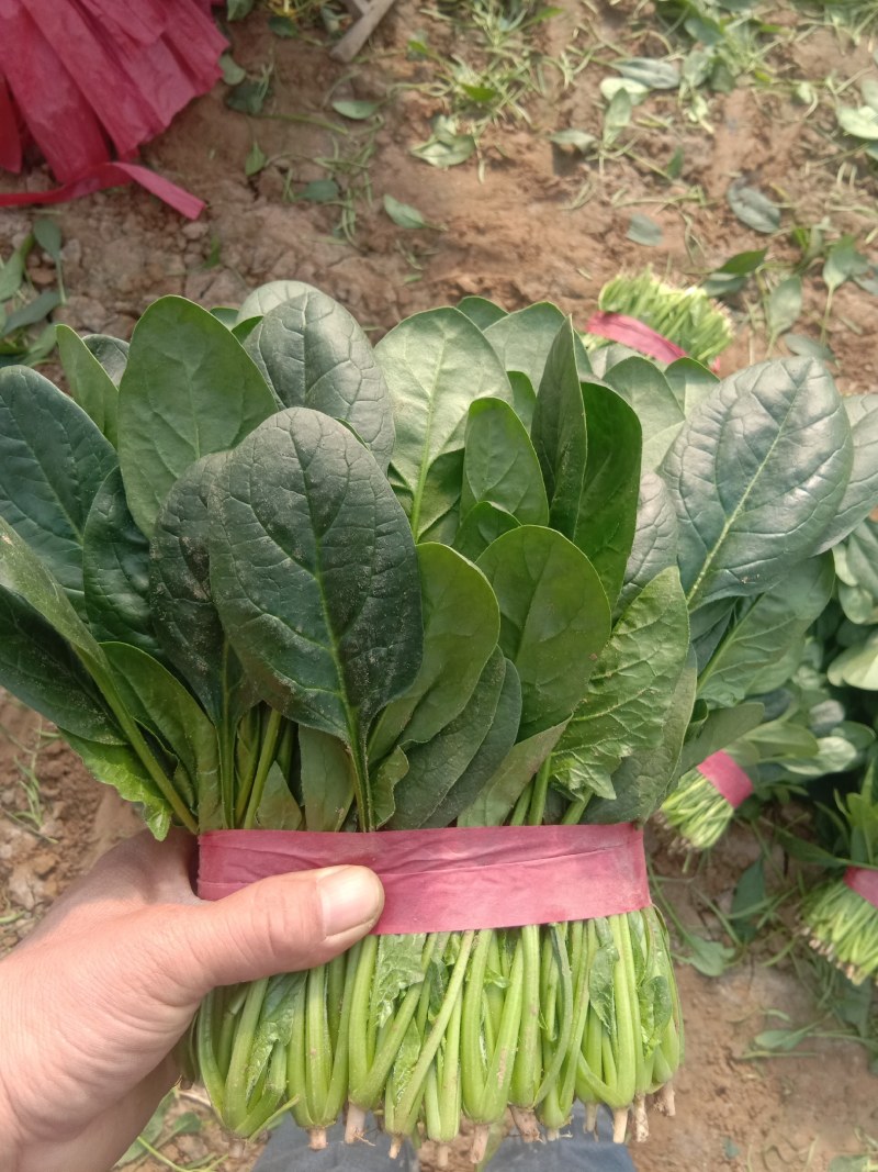 惠民，冷棚大叶波菜大量现货，高度25之28左右的。
