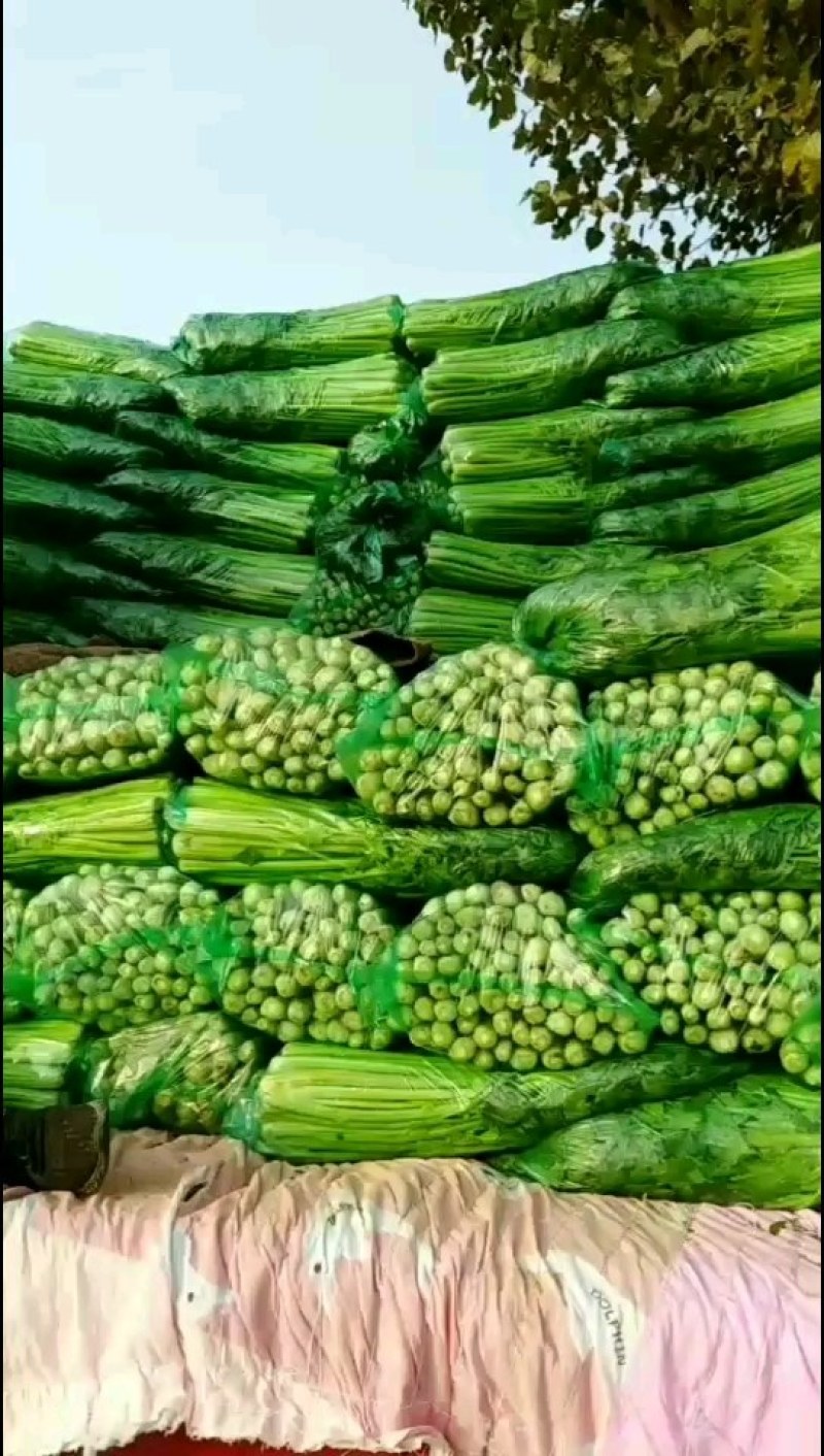 【特级】山东手选特级芹菜种植基地直发质优价廉欢迎电联