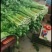 【特级】山东手选特级芹菜种植基地直发质优价廉欢迎电联