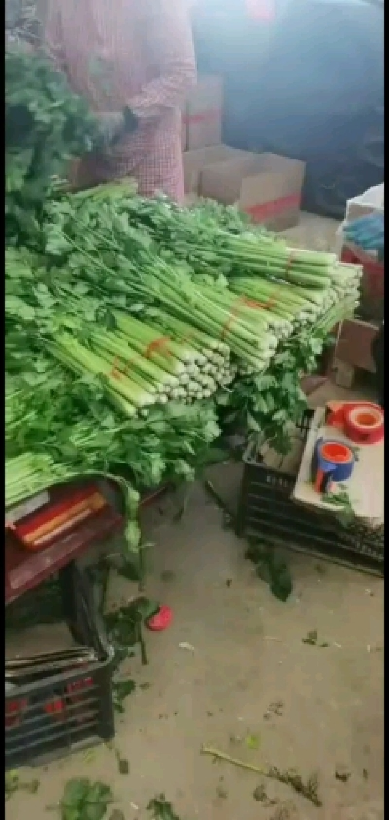 【特级】山东手选特级芹菜种植基地直发质优价廉欢迎电联