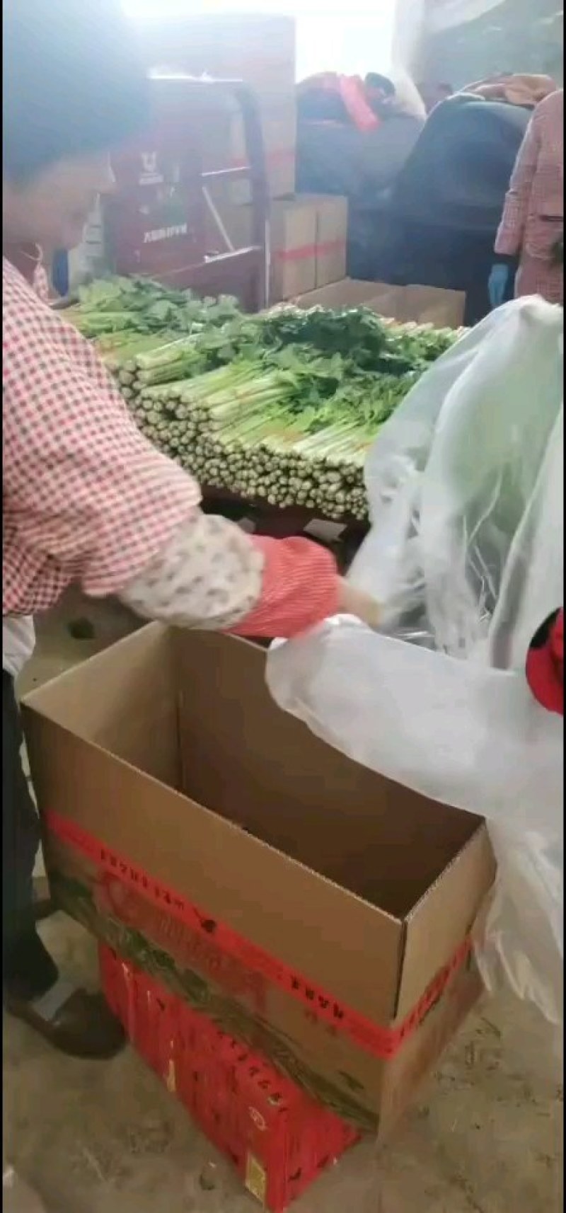 【特级】山东手选特级芹菜种植基地直发质优价廉欢迎电联