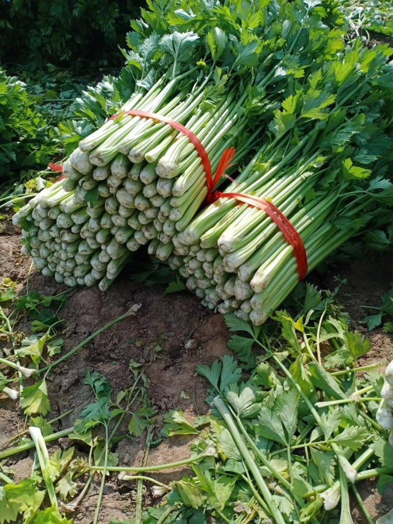 【特级】山东手选特级芹菜种植基地直发质优价廉欢迎电联