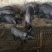 山西三元仔猪育肥猪苗批发全国包邮猪场看猪提供技术