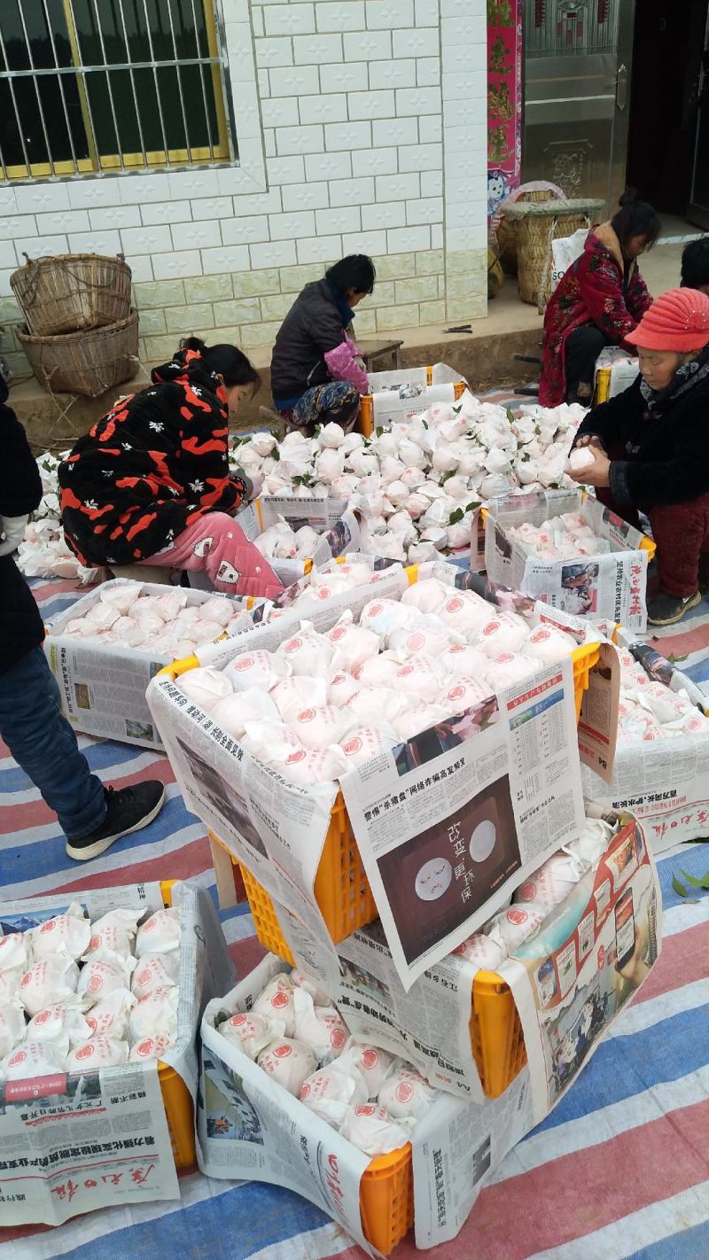 耙耙柑大量有货，基地直销一手货源量大从优，果园直销