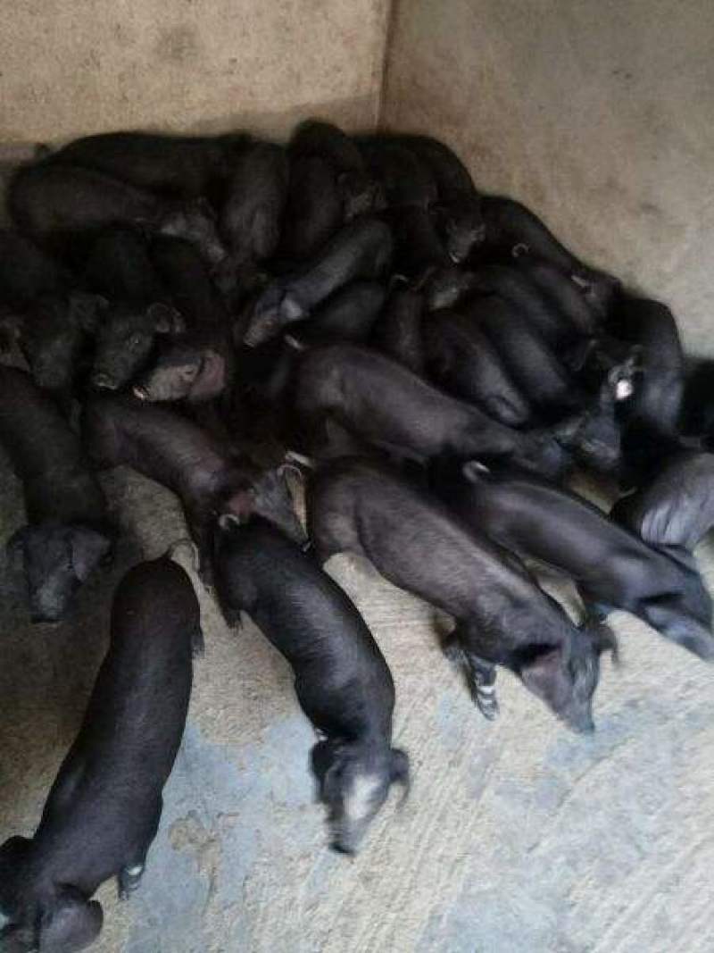 广西三元仔猪育肥猪苗，猪场看猪全国发货，质量保证