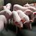 广西三元仔猪育肥猪苗，猪场看猪全国发货，质量保证