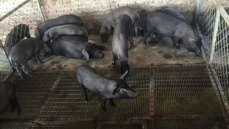 广西三元仔猪育肥猪苗，猪场看猪全国发货，质量保证