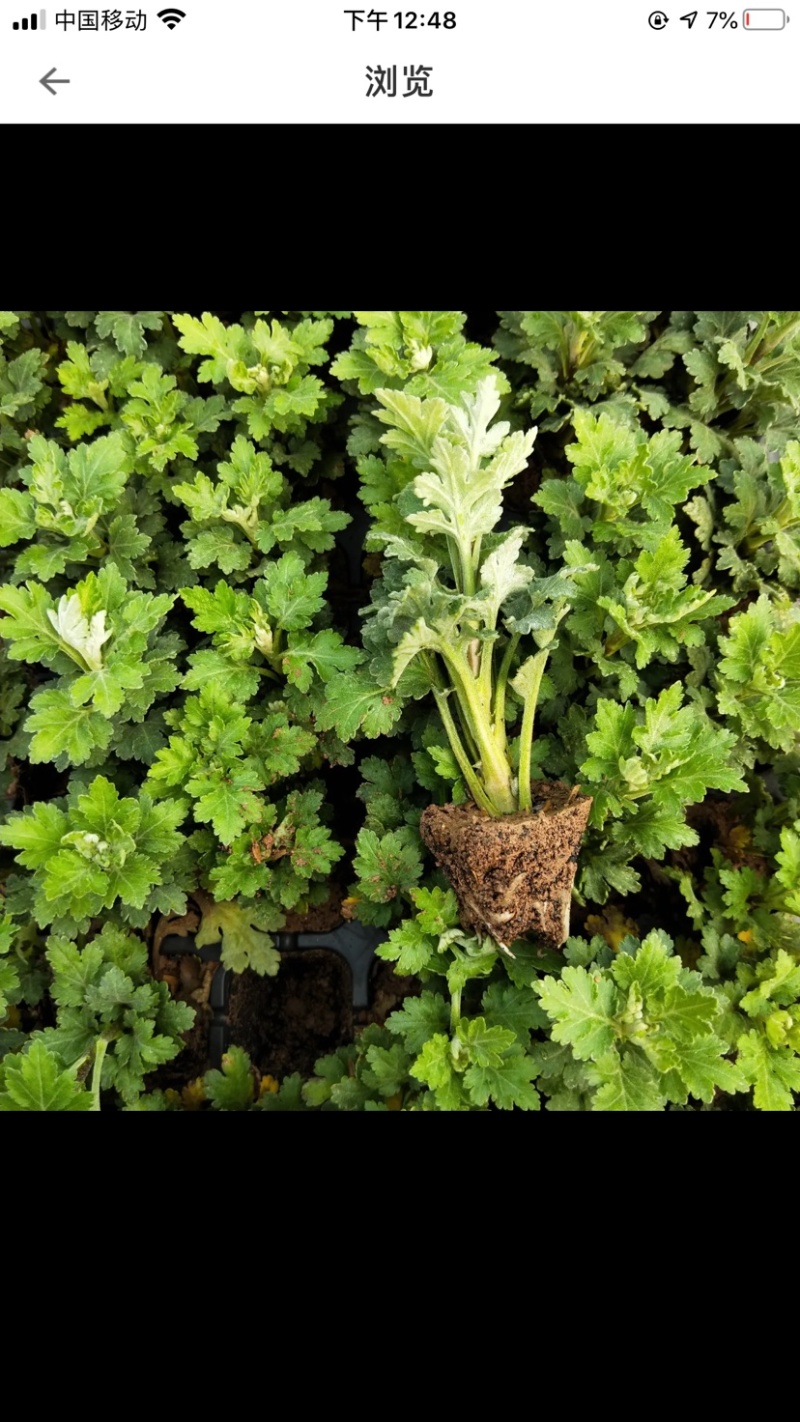 乒乓菊盆栽阳台带花苞龙爪菊千头菊重瓣球形庭院绿植带花带盆
