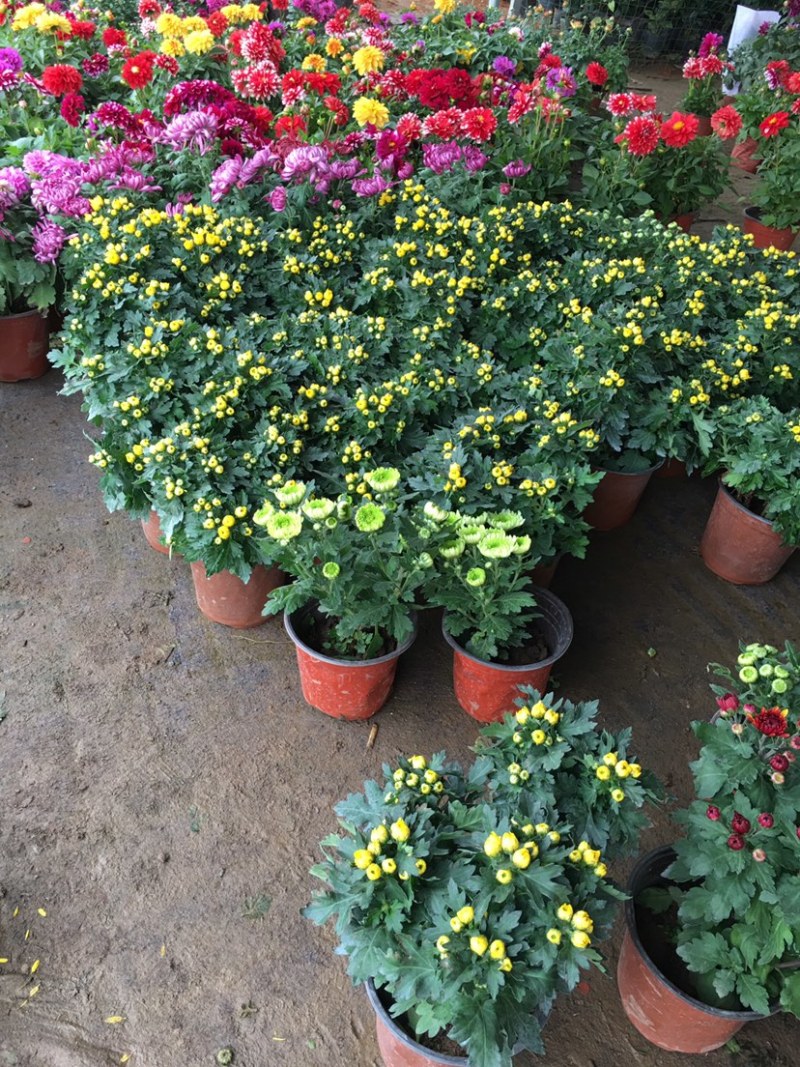 乒乓菊盆栽阳台带花苞龙爪菊千头菊重瓣球形庭院绿植带花带盆