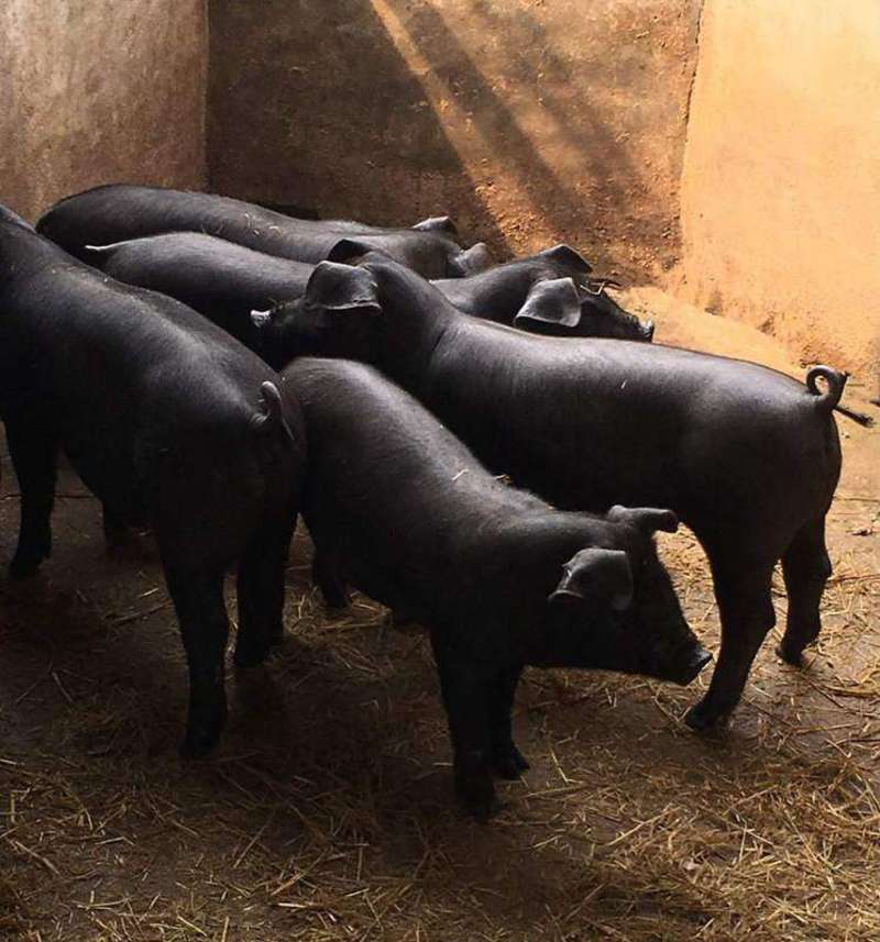 云南三元仔猪育肥猪苗全国发货，猪场看猪质量保证