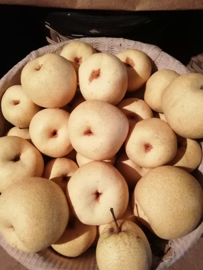 乾县泔河酥梨，皮薄，脆甜，少渣多汁，核小，甜度好走商品